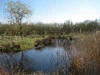 a_Teich_Eichenwald_4_2010